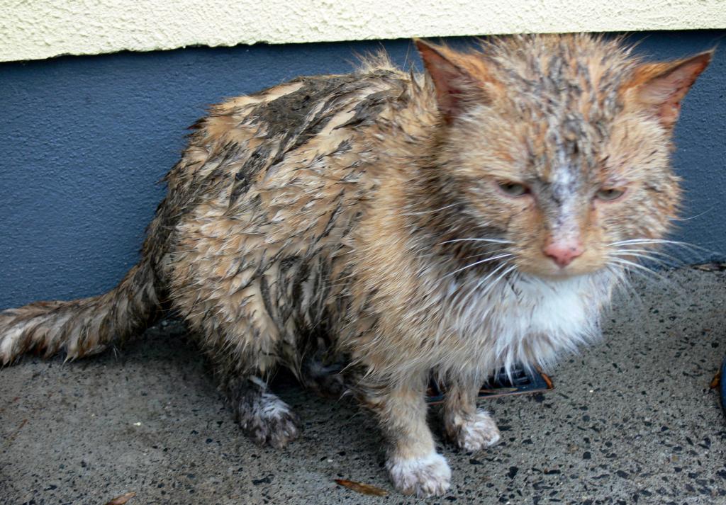 Feline distemper, semptomlar ve insanlar için tehlike