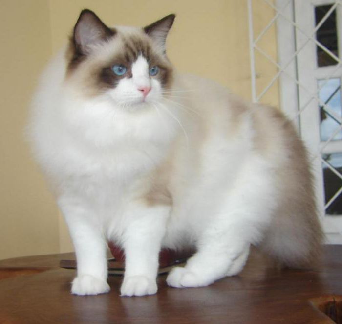 Hvor mye koster ragdoll kattunger