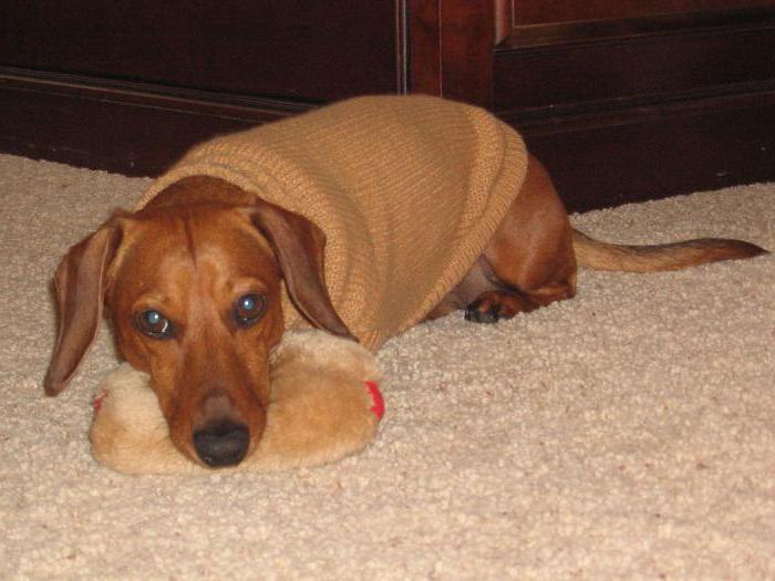 Hund Spitznamen für Jungen kleine Rassen Dackel 