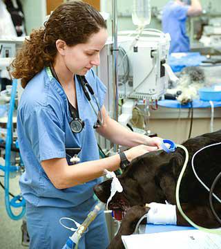 veterinarijos klinika geriausia novosibirskas 