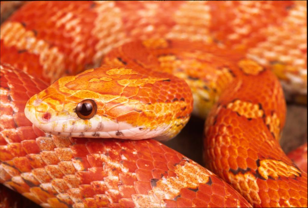 Gyvatės oranžinė-raudona spalva