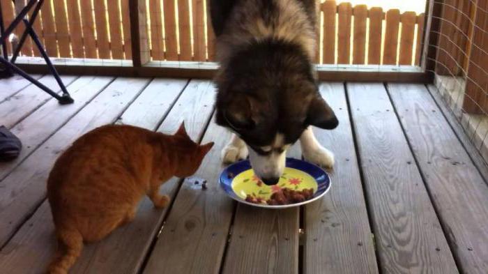 how to feed a dog dry cat food