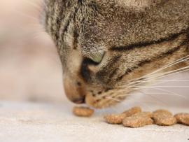 comida de gato nossa marca 