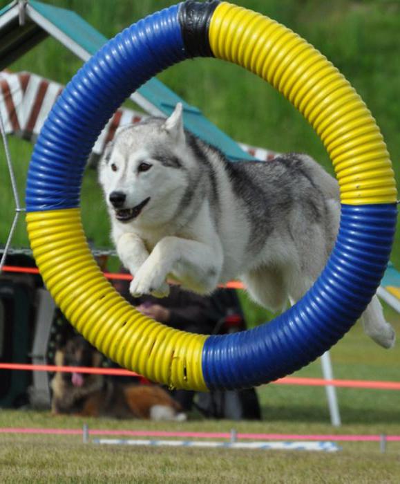 cómo entrenar a un husky