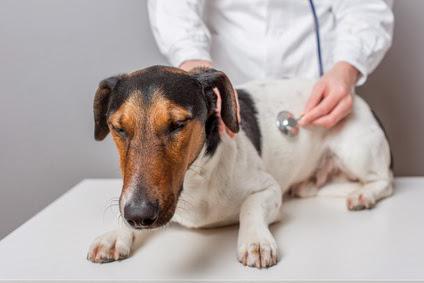 犬の膵炎の治療