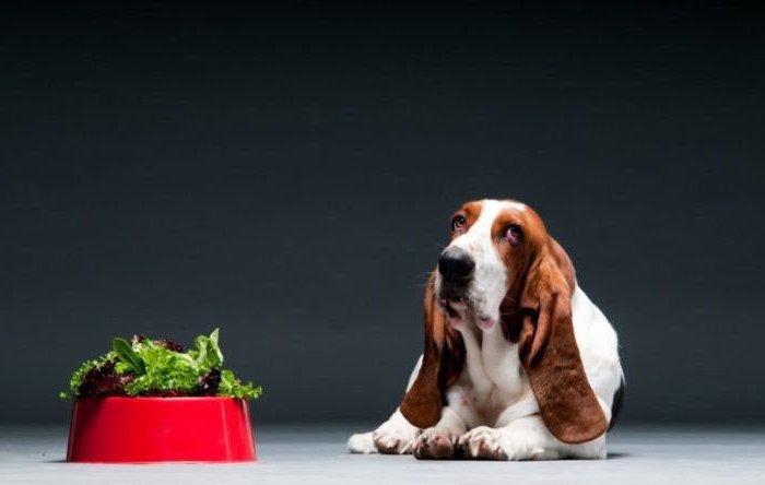 hvorfor nekter en hund å spise tørrfôr?