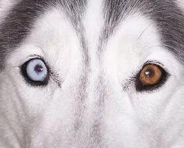 rood wit van de ogen bij een hond veroorzaakt