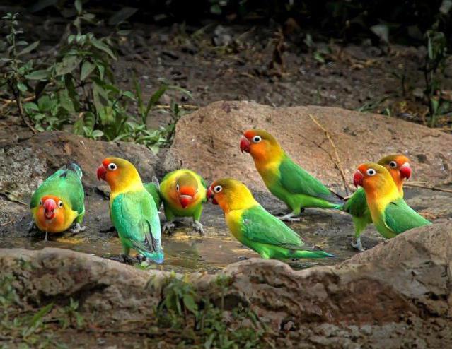 papagájok szerelmes madarai gondozása és karbantartása