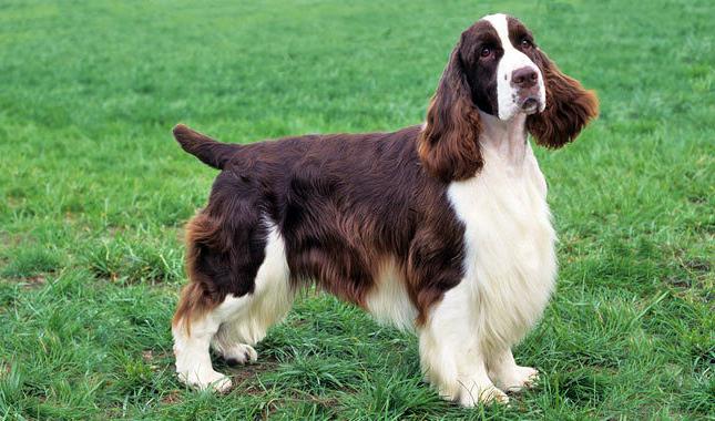 anglický springer spaniel fotografie