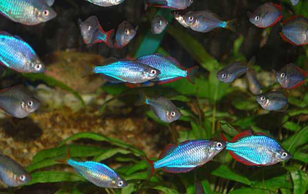 Neoninė rainelės žuvis