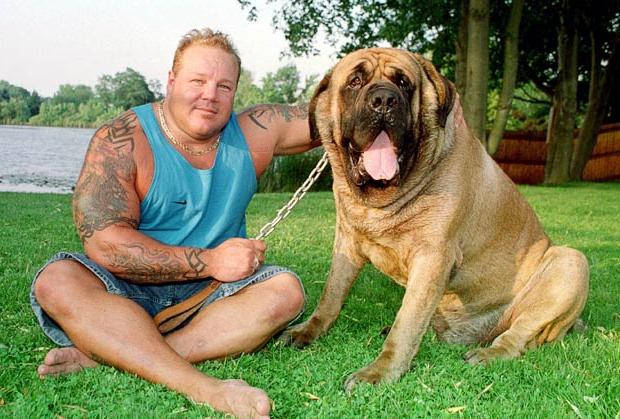 दुनिया में सबसे बड़ा कुत्ता