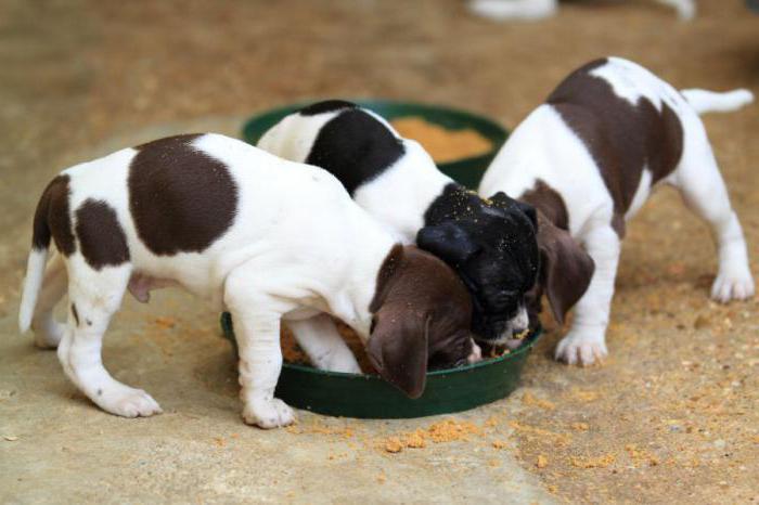 ヨークの子犬に餌をやるのに1日に何回