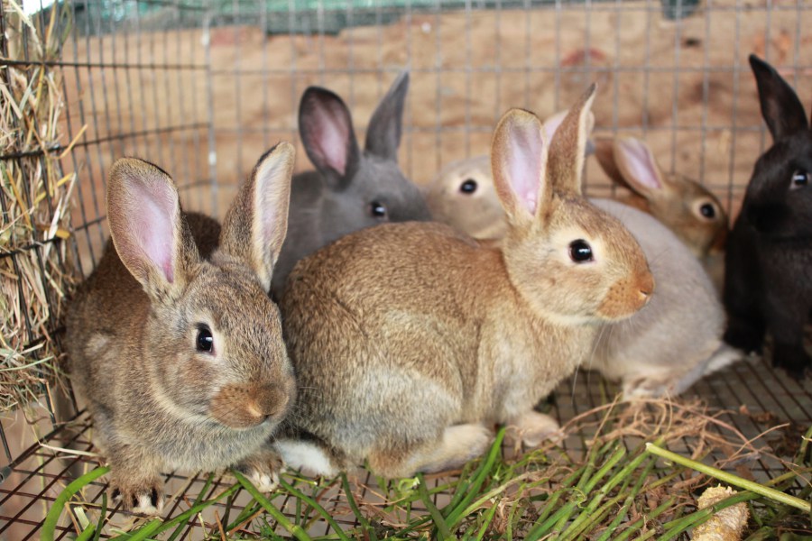 Kaninchen auf dem Bauernhof