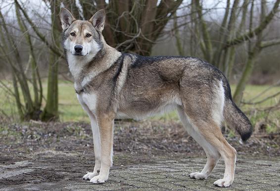 incrocio tra lupo e cane