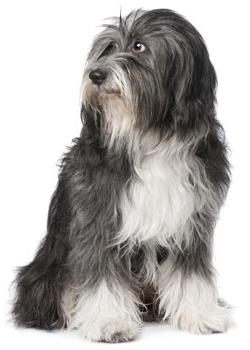 tibetan terrier grooming