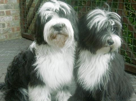 Tibetan Terrier in Russia