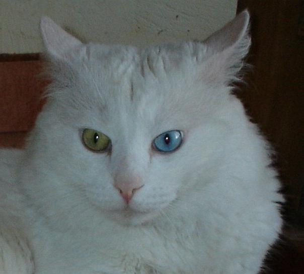 gatto d'angora turco