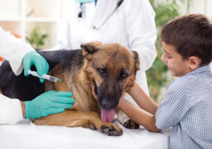 vaccin tegen rabiës voor honden nobivac