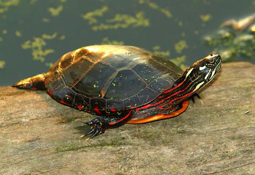 vodná korytnačka doma