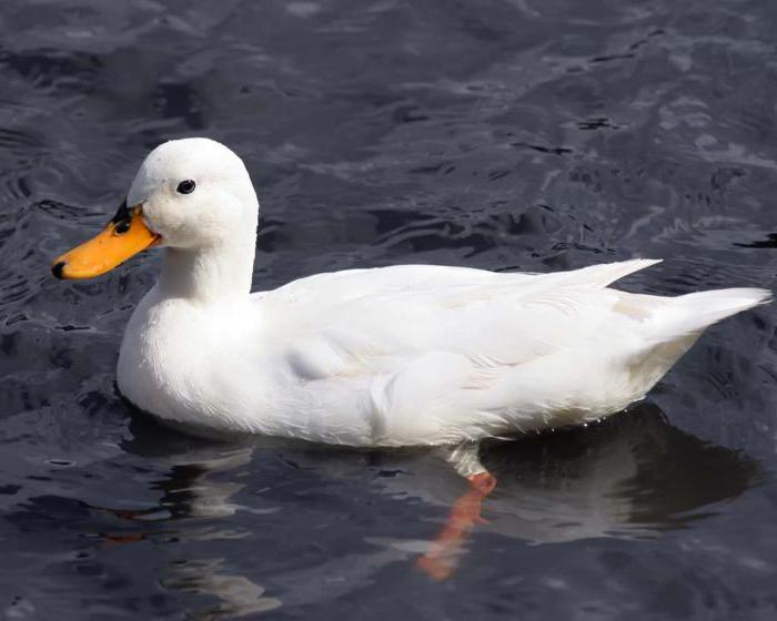 Rätsel um Vögel mit Antworten