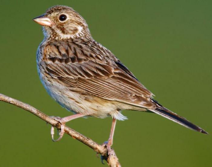 Rätsel um Vögel für Kinder