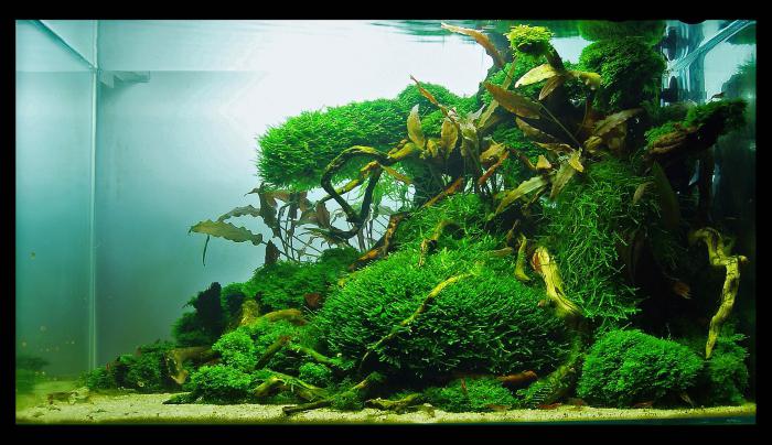 DIY akvarium design foto