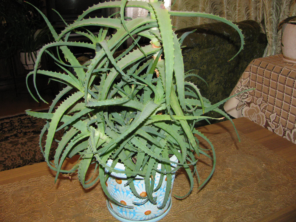 aloe vera