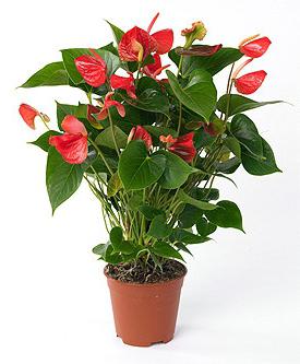 Anthurium felicità maschile