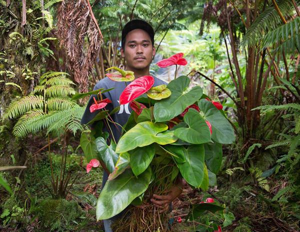 transplante de antúrio em casa 