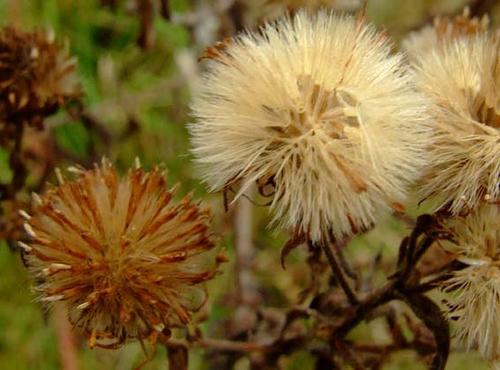 Seeds of asters