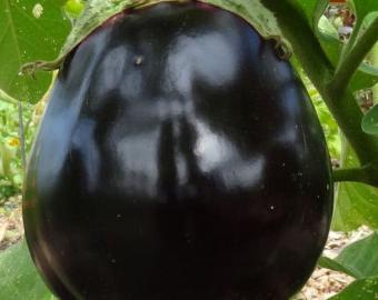 Sort aubergine