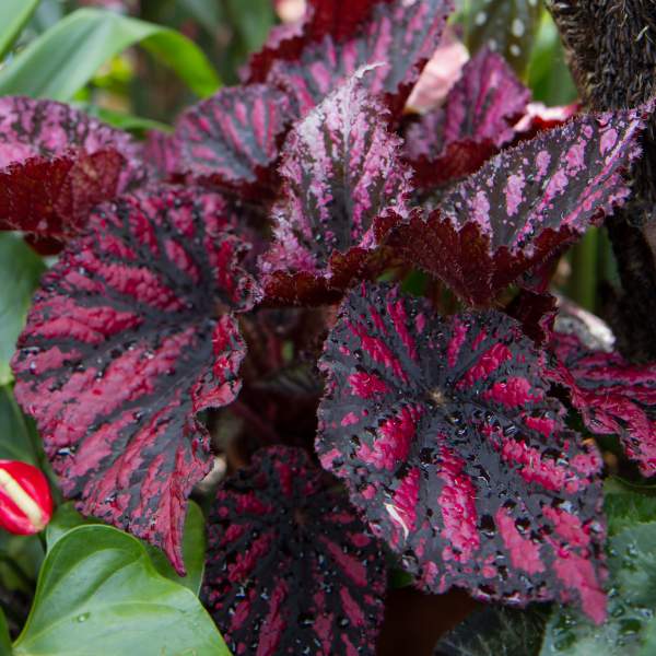 Flores de begonia de interior