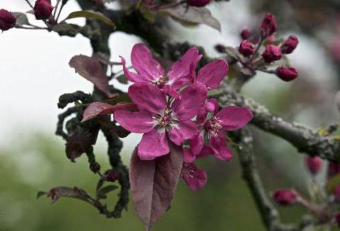 Apfelbaum Bellefleur Chinesische Bewertungen