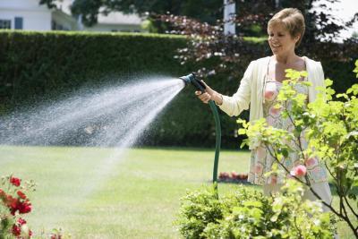 wie man Weiße Fliege im Garten loswird