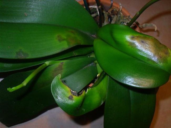 choroba Phalaenopsis