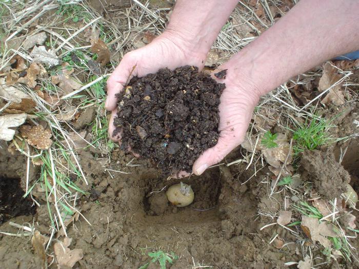 than fertilize potatoes when planting 