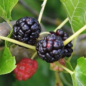 Mulberry Black Baroness
