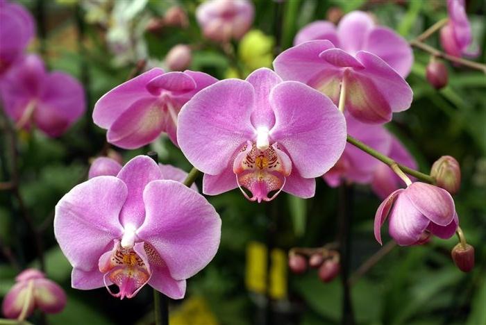 mit kell tenni, amikor az orchidea elhalványul