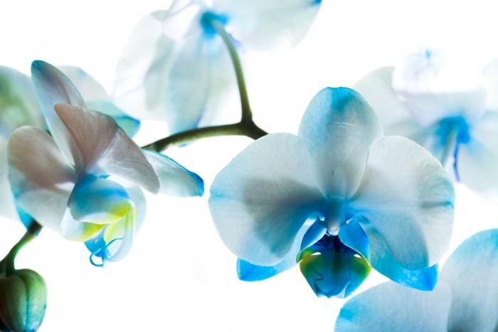 cum să tăiați o orhidee decolorată
