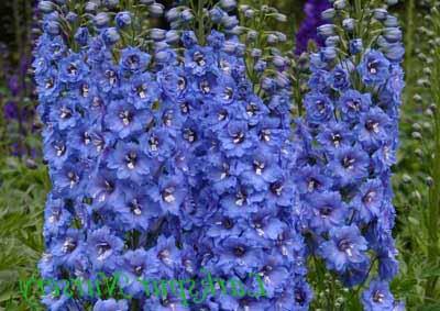 zilo ziedu nosaukumi un fotogrāfijas
