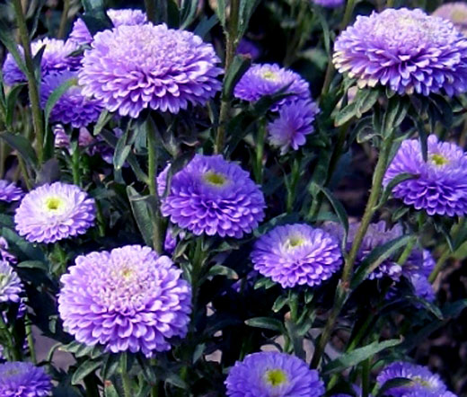 asters bleus