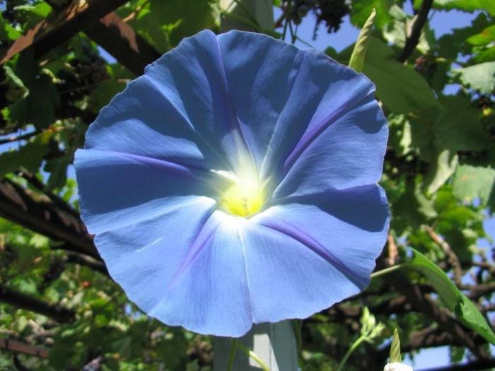 blå blomma foto