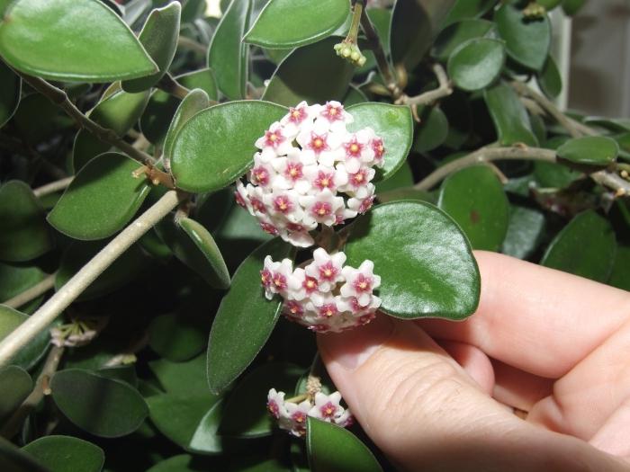 flerårige blomstrende vinstokker