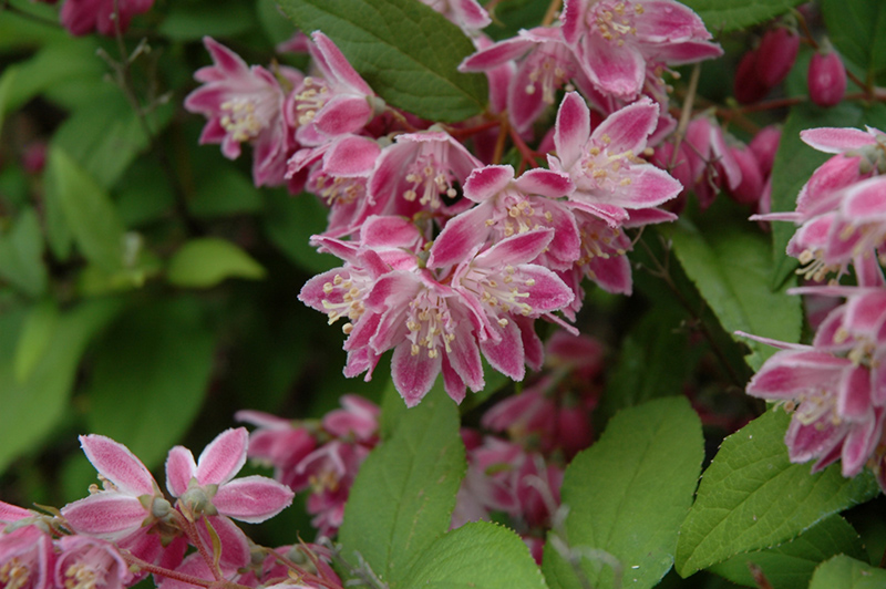 Deytsia Pink plantning og pleje