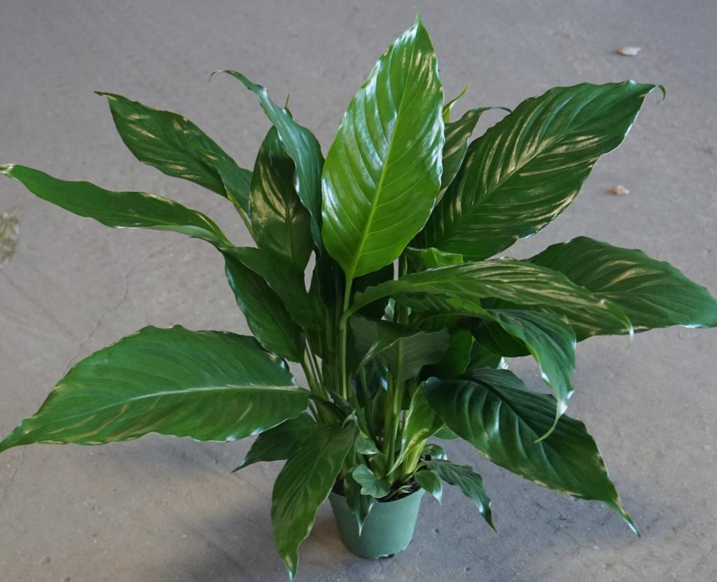 كيفية رعاية spathiphyllum