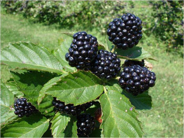descrição blackberry natchez