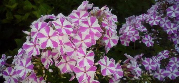 Phlox paniculata natasha 