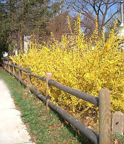 forsythia झाड़ी