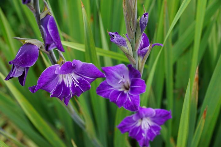 قواعد رعاية Gladioli