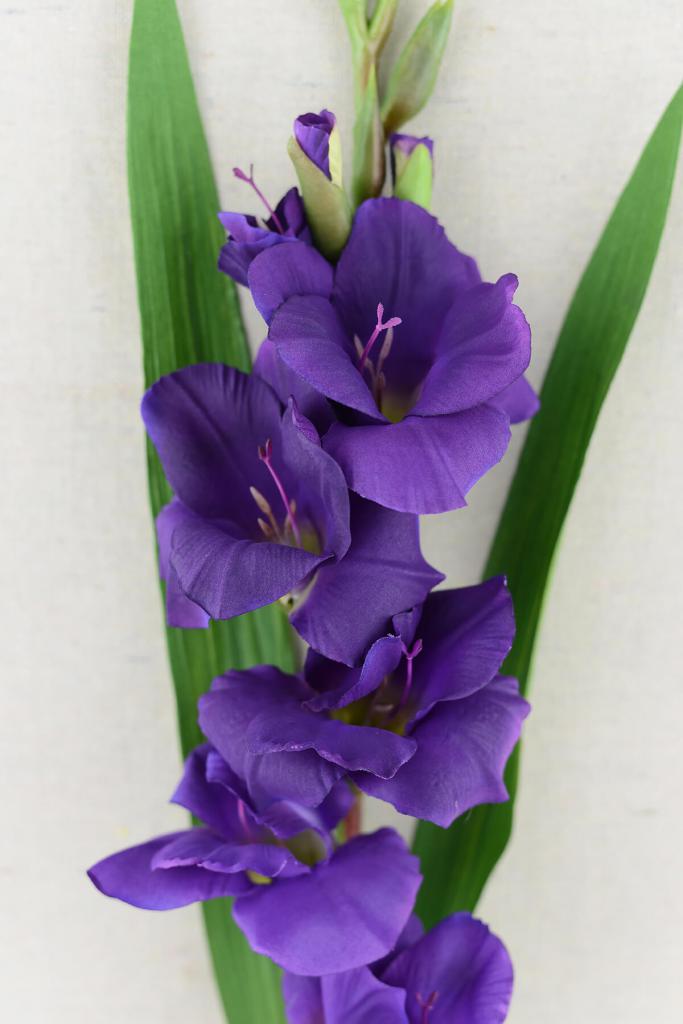 Gladiolenblüten